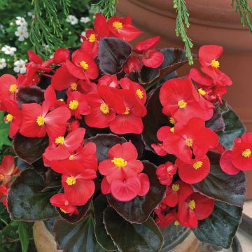 6 Begonie Night Life F1