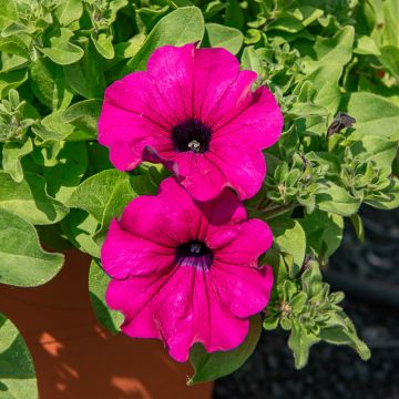 Petunia SURFINIA ® PURPLE ® Shihi Brilliant