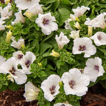 Pétunia SURFINIA ® WHITE ® Késupite