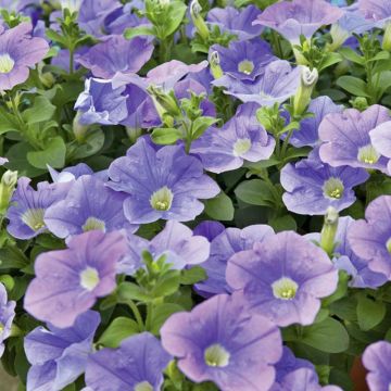 Petunia SURFINIA ® HEAVENLY BLUE ® Sunsurf Skytatsu