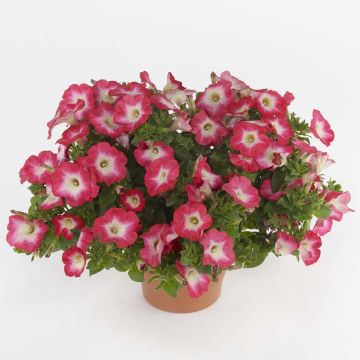 Pétunia SURFINIA ® CORAL MORN ® Surf Gonitomi