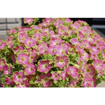 Pétunia SURFINIA ® GREEN EDGE PINK ® Sunsuf Suika