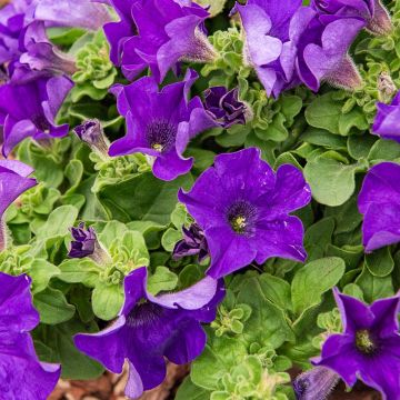 Pétunia SURFINIA ® GIANT BLUE ® Sunsurfgigabu