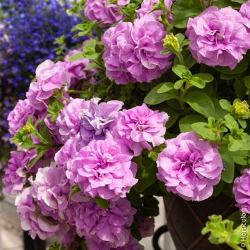 Pétunia SURFINIA ® DOUBLE PINK ® Sunsurfdapi