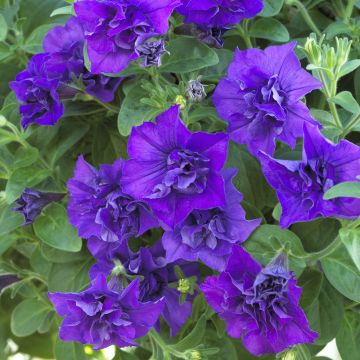 Pétunia SURFINIA ® DOUBLE BLUE STAR ® Sunsurfelevi