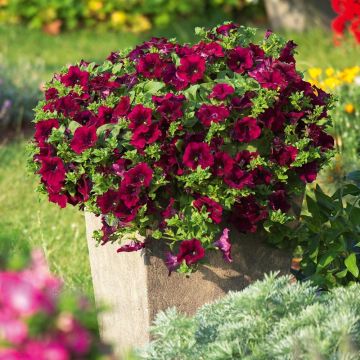Pétunia SURFINIA ® BURGUNDY ® Keiburtel