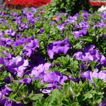 Pétunia SURFINIA ® BLUE OCEAN ® Keipeblocnul