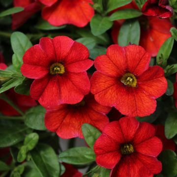 Calibrachoa CABARET ® Red