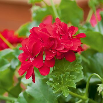 Geranio doppio BEACH ® Fisbeach