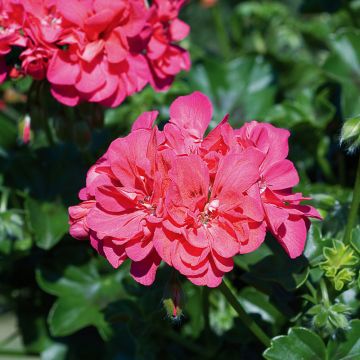 Geranio doppio MARIMBA Fisrimba