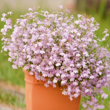 Lobélia SUNTORY COMPACT ® Pink