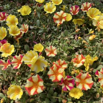 Portulaca DUNA ® Dynamic