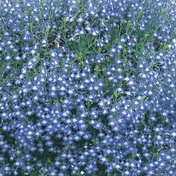 Lobélia LAGUNA ® Blue With Eyes