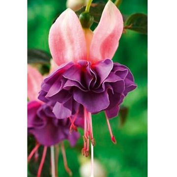 Fucsia ricadente Royal Mosaïc