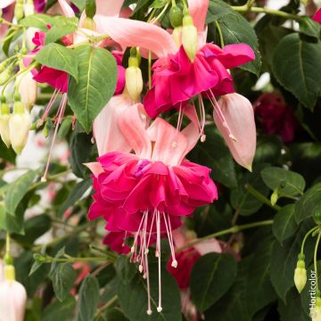 Fucsia ricadente Bella Rosella