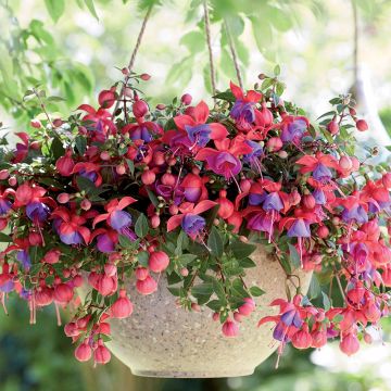 Fuchsia semi-retombant BELLA ® Maria