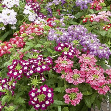 Verveines à massif Obsession F1 en mélange