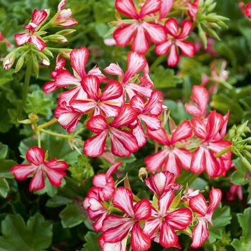 Geranio TOSCANA ® Villetta Burgundy & White