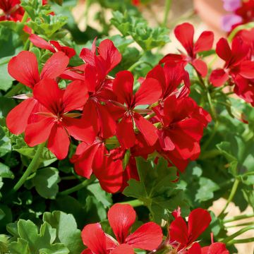GeranioTOSCANA ® Villetta Red