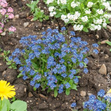 Myosotis Blu - Non ti scordar di me