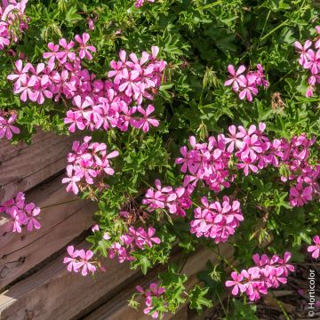 Geranio Edera semplice Re dei Balconi Rosa