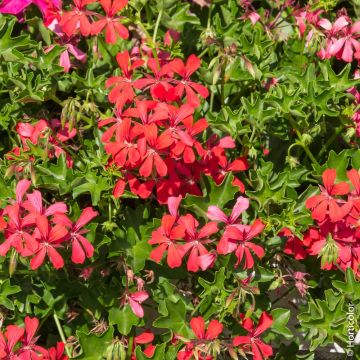 Geranio Edera semplice Re dei Balconi Rosso
