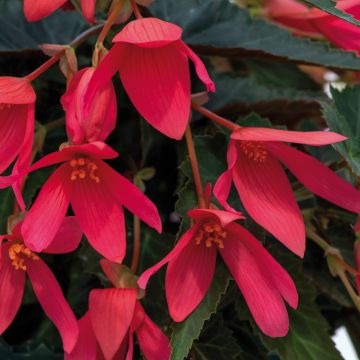 Bégonia boliviensis GROOVY F1 Rose