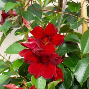 Dipladenia SUNDAVILLE ® Red Sunmandecrim