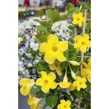 Dipladénia DIAMANTINA ® Opale Citrine