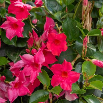 Dipladenia SUNDAVILLE ® Pink Sunmandecripi
