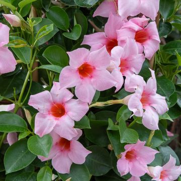 Dipladenia SUNDAVILLE ® Cream Pink Sunparapibra