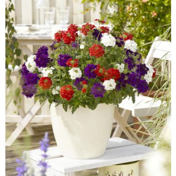 Mélange Verveine confetti Linda Liberty 2020 Belle époque 21