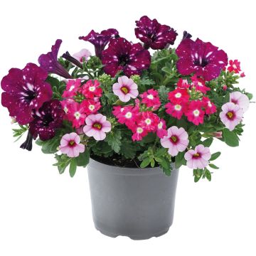 Composition TRIXI ® Cherry Kiss ‘21