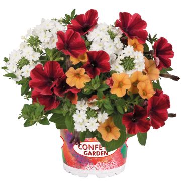 Composition Confetti Garden Fire Flash