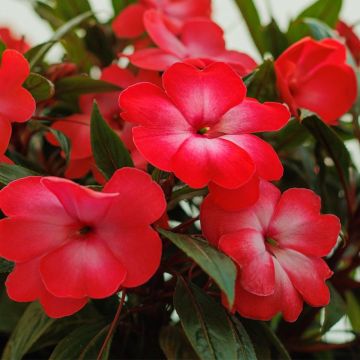 Impatiens de Nouvelle Guinée PARADISE ® Manga