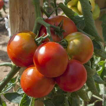 Pomodoro Montfavet F1