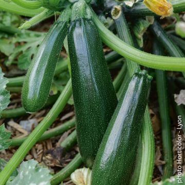 Plant de Courgette Astia F1