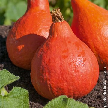 Plant de Potiron Potimarron