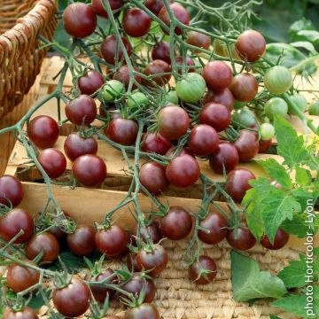 Pianta di Pomodoro cocktail Black Cherry