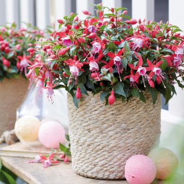 Fuchsia droit compact BELLA ® Nikita