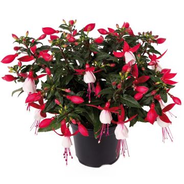 Fuchsia droit compact BELLA ® Evita