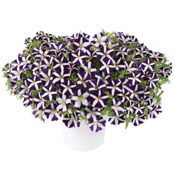 Pétunia semi-retombant AMORE TM Purple Heart