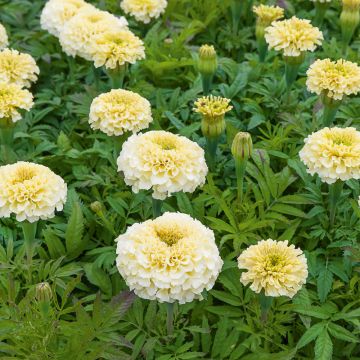 Tagete nano Vanilla F1 Cream