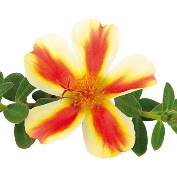 Pourpier portulaca DUNA ® red flame