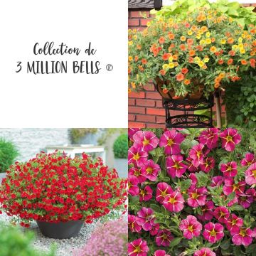 Collection de 3 Calibrachoas assortis