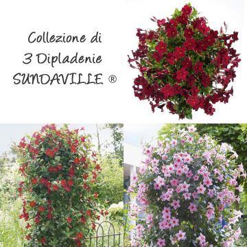 Collezione di 3 Dipladenie SUNDAVILLE ®