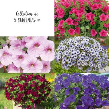 Collection de 5 Pétunias SURFINIAS ®