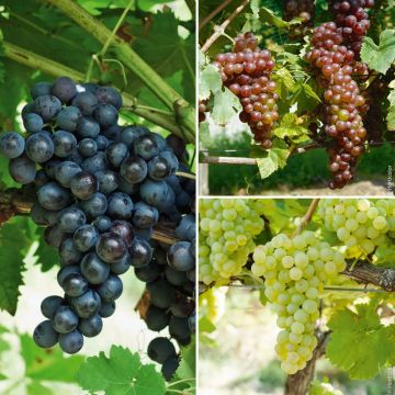 Collezione di 3 Viti : 1 Chasselas doré + 1 Chasselas rosé + 1 Muscat de Hambourg