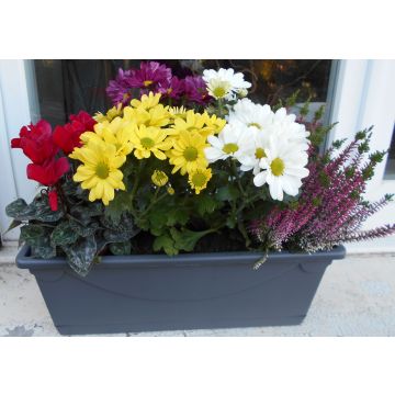 Jardinière d'automne Collection de 3 plantes + 1 jardinière offerte