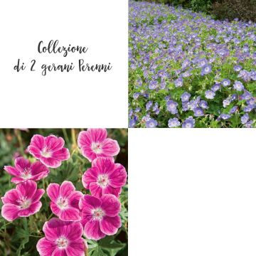 Collezione di 2 gerani Perenni